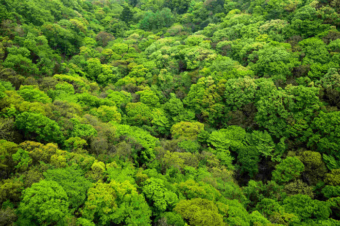 Naejangsan山国家植物