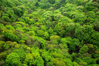 Naejangsan山国家植物