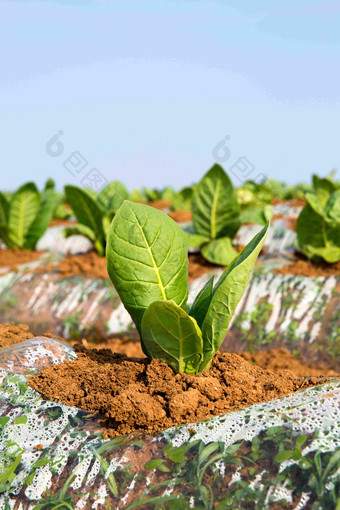 农作物生菜种植农场植物特写摄影图