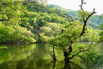 河湖水清澈及树木倒影