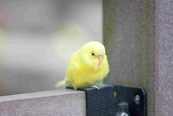 鹦鹉鸟黄色的动物场景摄影图
