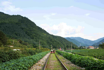 铁路自行车<strong>休闲</strong>树