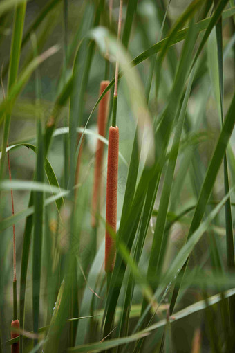 香蒲<strong>绿色植物户外</strong>