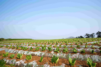 帕迪农场水稻自然作物风景图