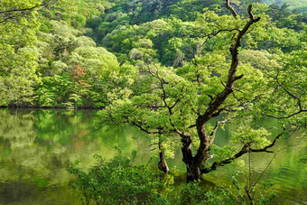 河湖边树木植物一棵树特写