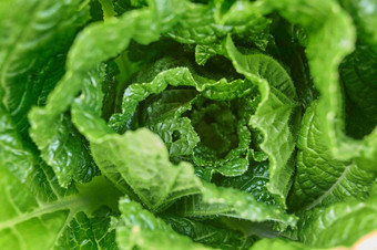 韩国绿色卷心菜白菜心植物特写摄影图