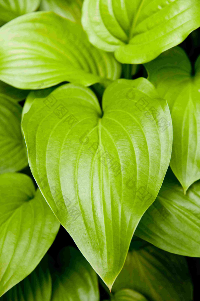 绿色植物室内车前草