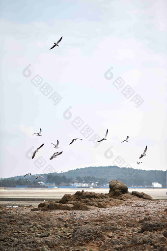 海滩海边<strong>飞翔</strong>的海鸥风景摄影图