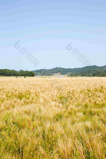 大麦韩国共和国自然