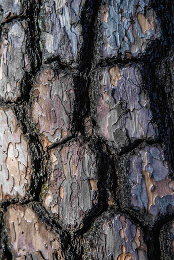 <strong>松树</strong>木头纹理特写镜头摄影图