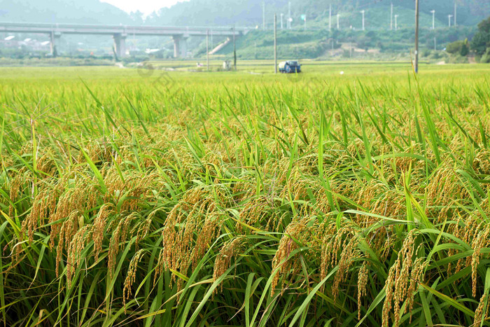 大米农场农村生产