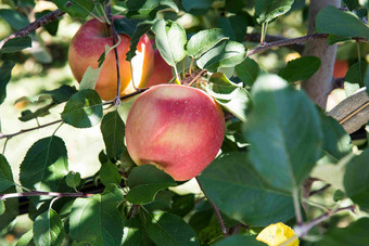 苹果水果植物自然特写摄影图