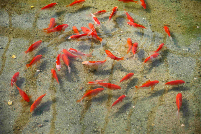 红鲤鱼游动的实图图片