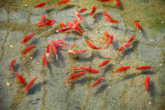 水里游着一群红鲤鱼