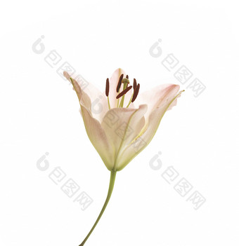 百合花雄蕊雌蕊开放的花朵静物摄影图