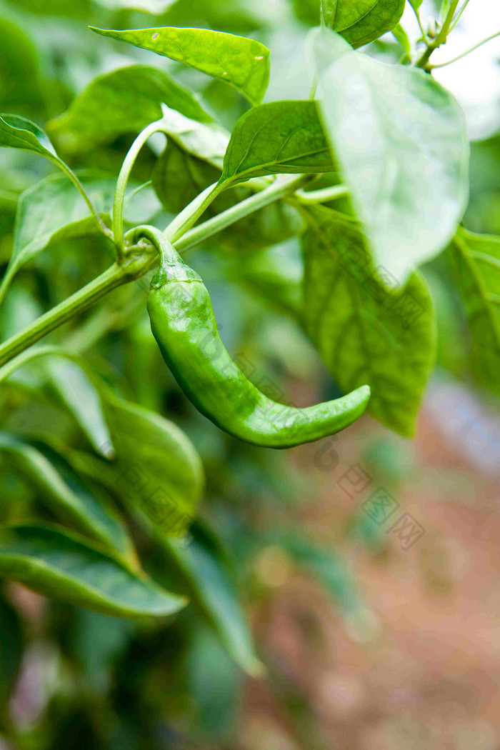 新鲜食材青辣椒蔬菜摄影图