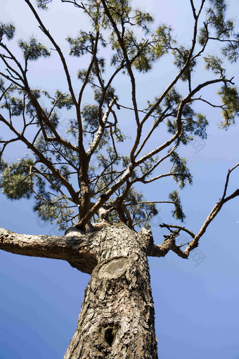 参天大树松树植物风景摄影图