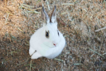 俯拍地上一只看向镜头的小白兔