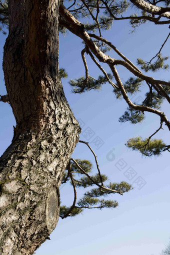 年长的松树树干纹理风景摄影图