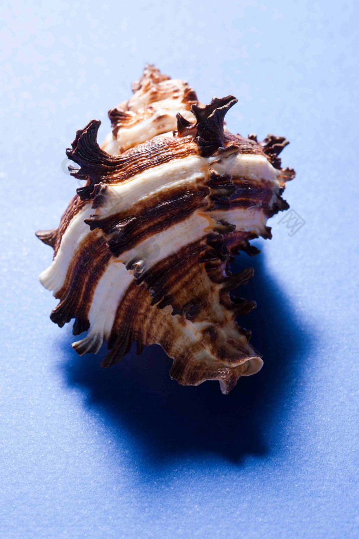 影子海螺壳奇异形状摄影图