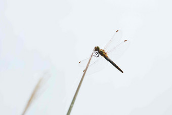 蜻蜓<strong>昆虫</strong>绿色植物