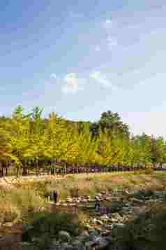 森林公园河流水道林间风景摄影图