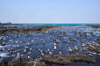 海洋海鸥<strong>济州岛</strong>旅游