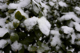 覆盖白雪的植物风景图