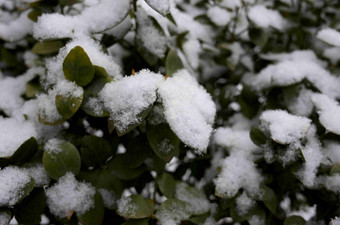 <strong>覆盖</strong>白雪的植物风景图