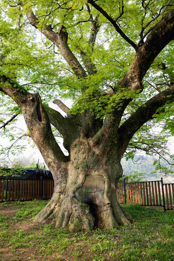 千年古<strong>树榉树</strong>特写