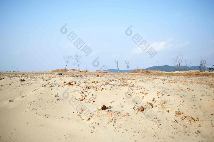 沿海沙漠枯树木戈壁滩景观摄影图