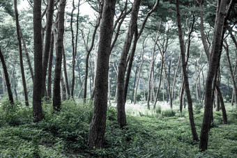 冷色调森林公园成片树林风景图