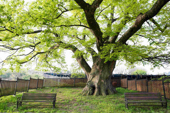 千年古树榉树围栏保护