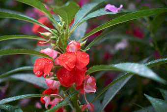 美丽的红色凤仙花<strong>植物</strong>特写摄影图