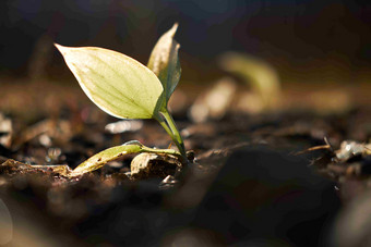 发芽秋天叶<strong>植物</strong>