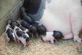 一只母猪和一群小猪