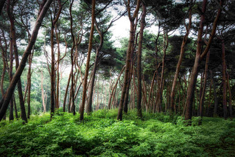 参天茂密深林树干热带雨林风景摄影图