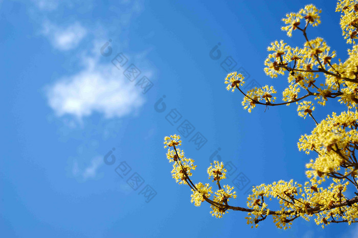 山茱萸春天黄碎花自然植物摄影图