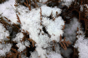树叶植物<strong>雪</strong>冷