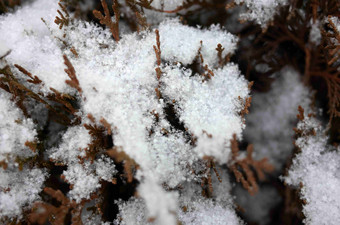 树叶植物雪冷