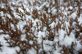 树叶植物雪白色