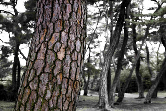 干枯的松树<strong>树干</strong>森林特写摄影图