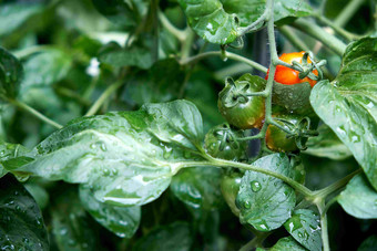 未成熟的番茄<strong>绿色叶子背景</strong>摄影图