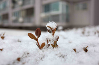 树叶植物<strong>雪</strong>季节