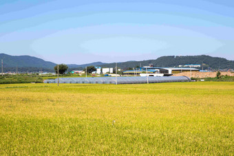 大米帕迪农场成熟麦穗<strong>风景</strong>摄影图