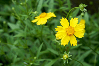 金鸡菊波<strong>开花</strong>黄色的