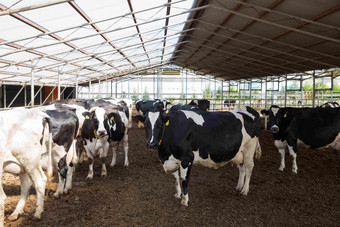 动物家畜挤奶奶牛吃草场景摄影图