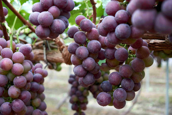 新鲜紫色葡萄食物水果收获摄影图