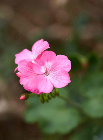 天竺葵常年<strong>植物</strong>在户外