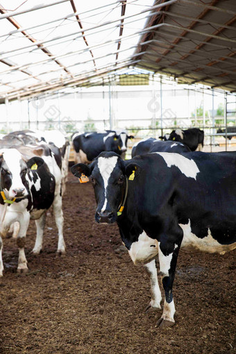 牛棚里的奶牛哺乳动物牲畜场景摄影图